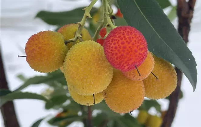 Arbutus unedo 'Compacta'2.jpg