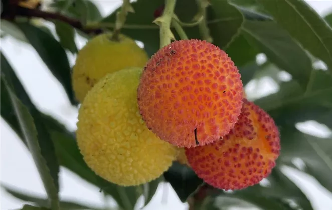 Arbutus unedo 'Compacta'1.jpg